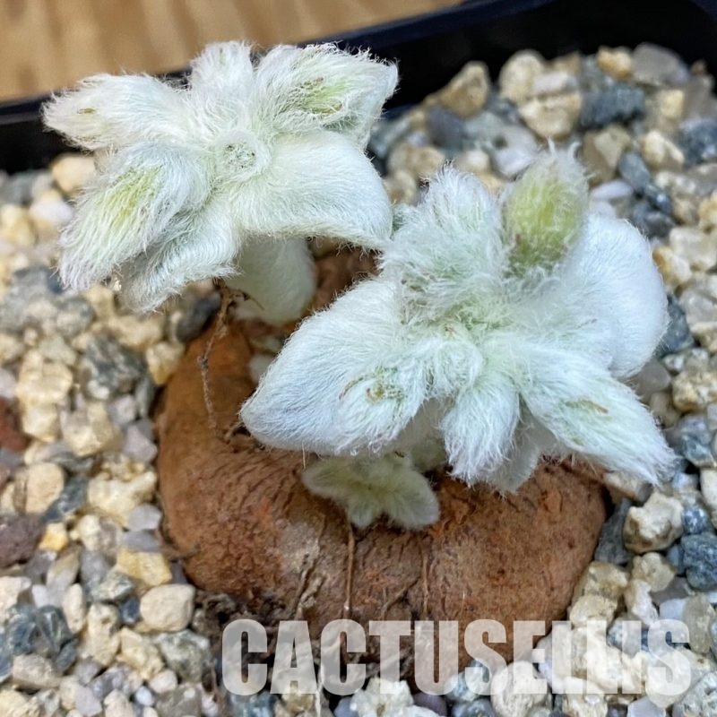 SH31001 Sinningia leucotricha