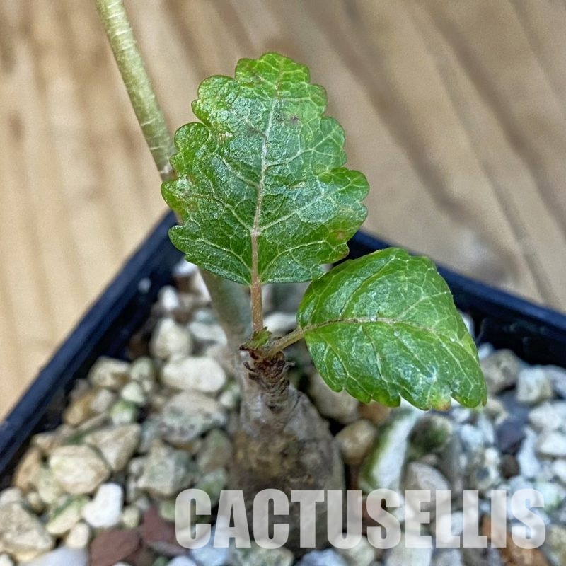 SH31004 Boswellia popoviana -Red flower-