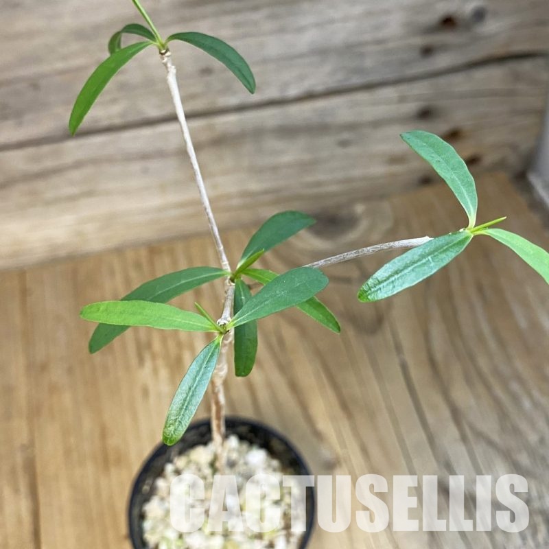 SH31006 Euphorbia hedyotoides