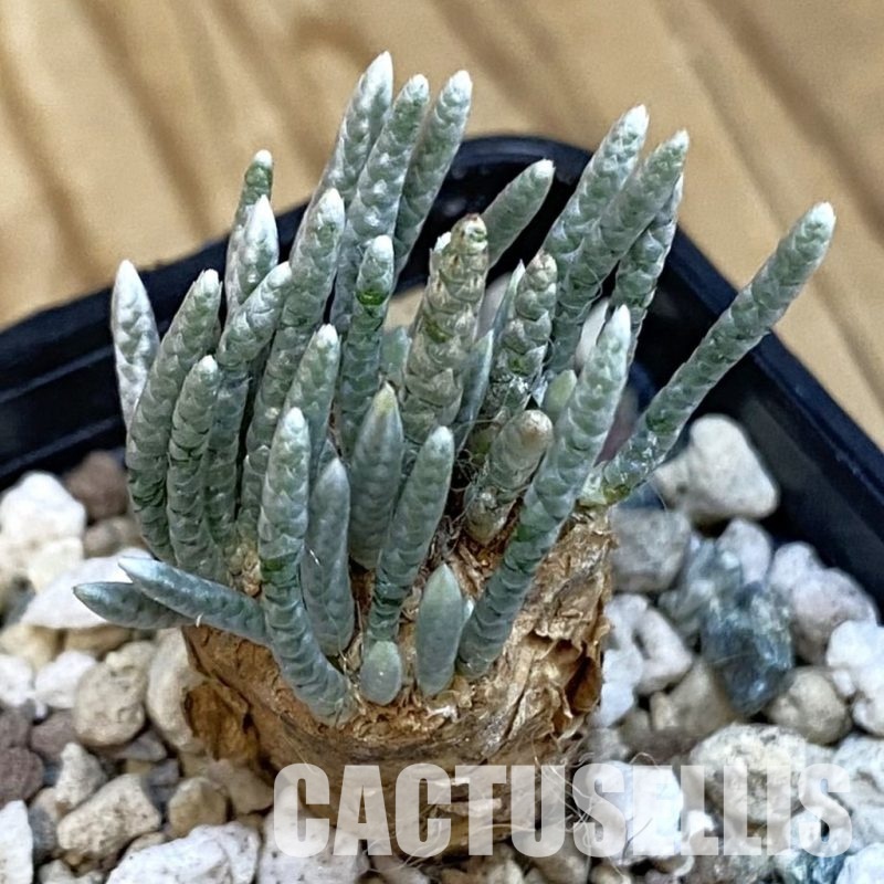 SH31007 Avonia alstonii