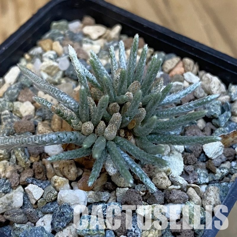 SH31008 Avonia alstonii