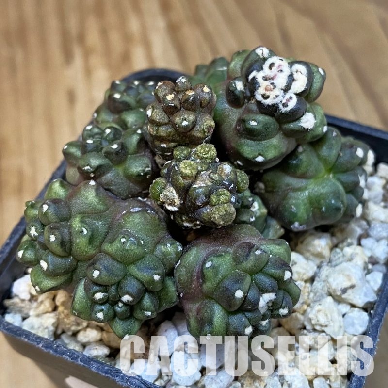 SH30965 Gymnocalycium mihanovichii ‘Transformer’