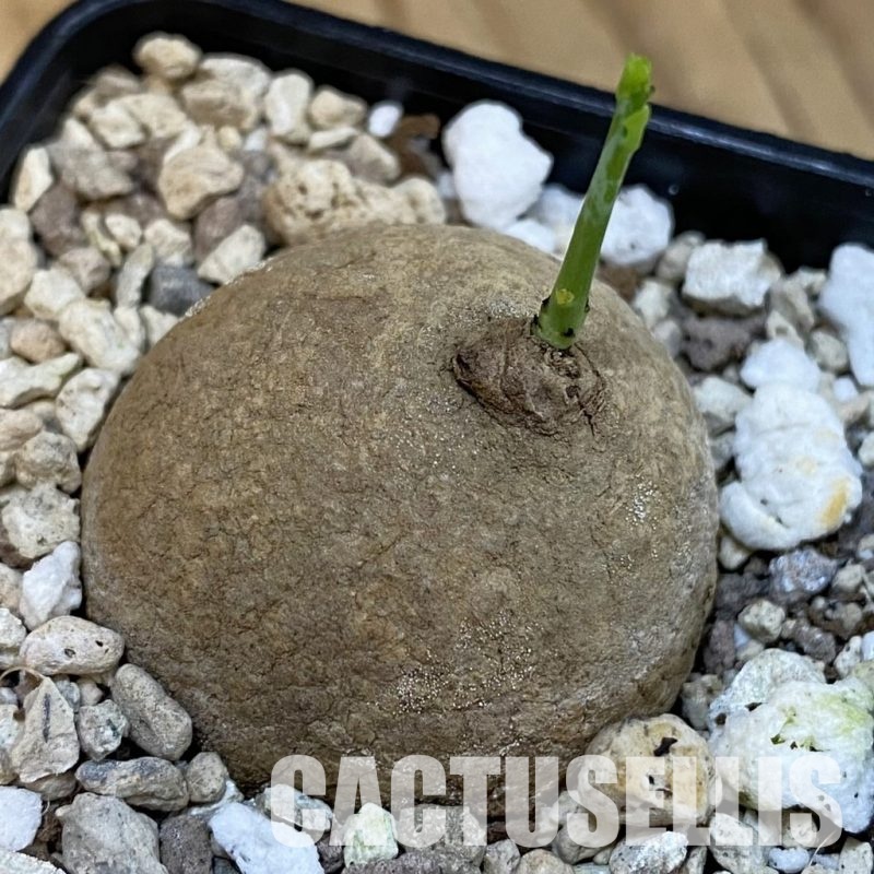 SH31013 Stephania erecta