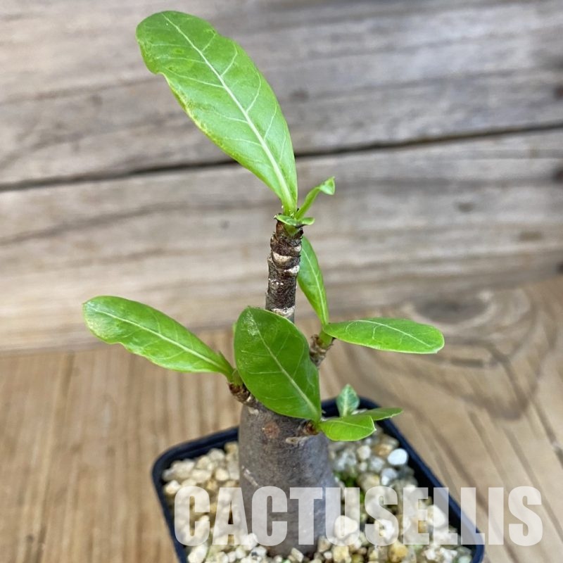 SH31015 Adenium arabicum ‘Black Body’