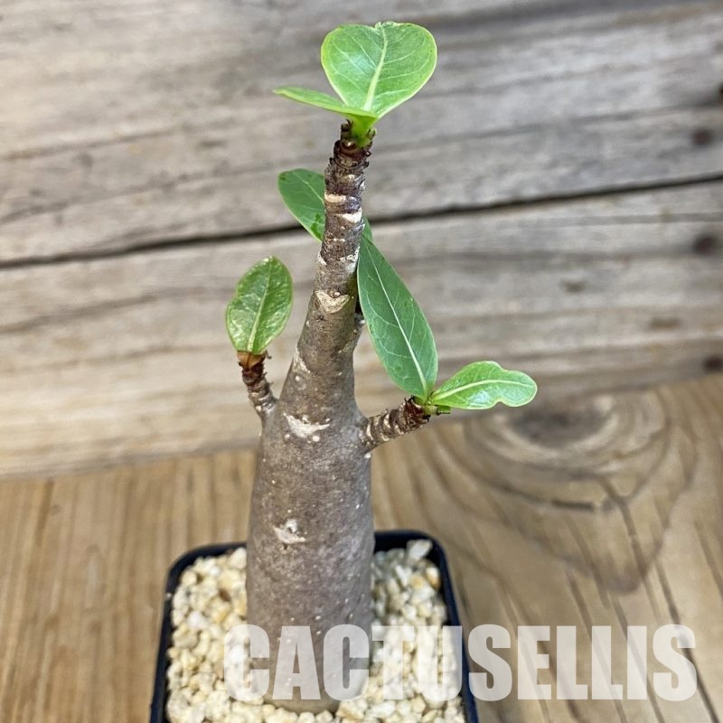 SH31016 Adenium arabicum ‘Black Body’