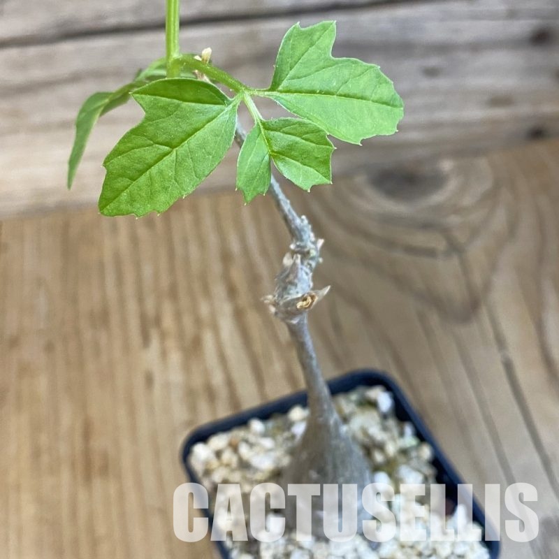 SH31018 Momordica rostrata ES10448