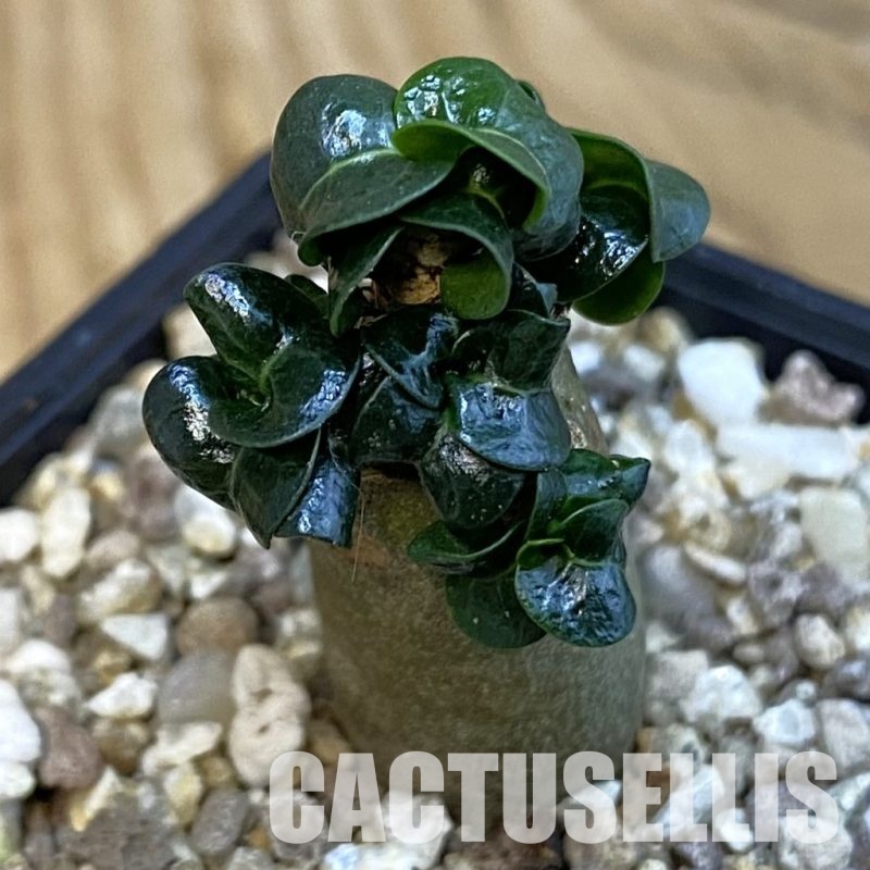 SH31019 Adenium arabicum DHA