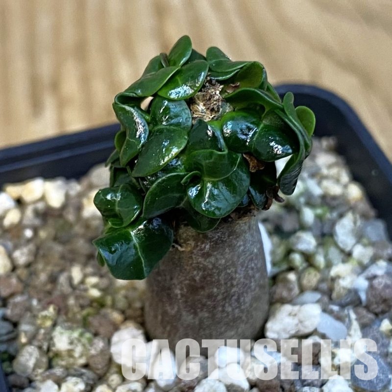 SH31020 Adenium arabicum DHA