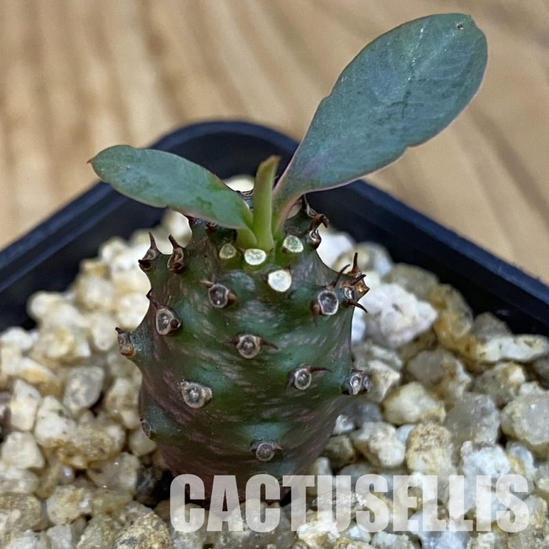 SH31021 Euphorbia pachypodioides