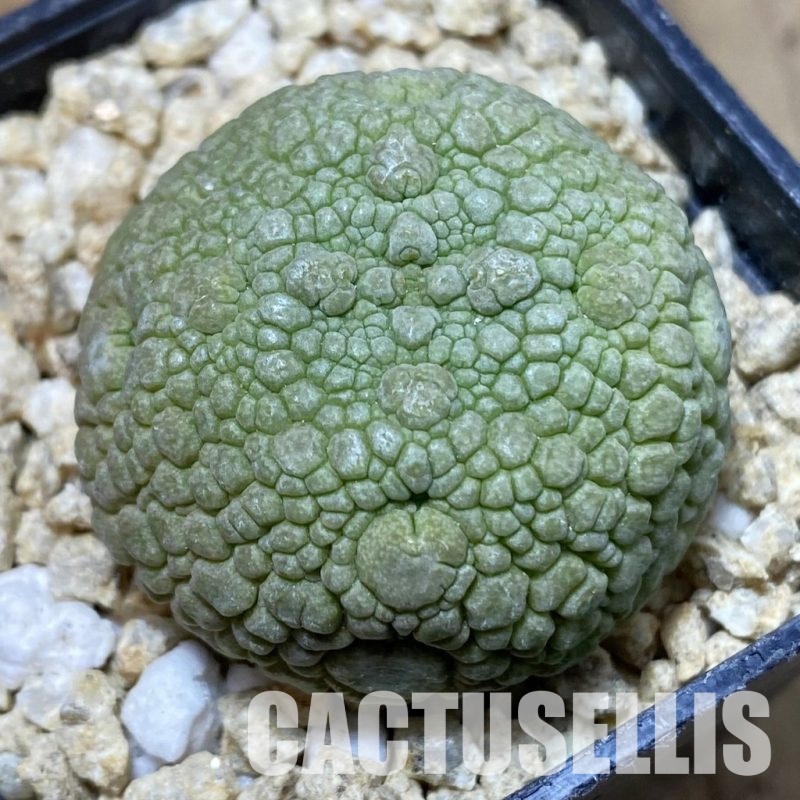SH30960 Pseudolithos migiurtinus