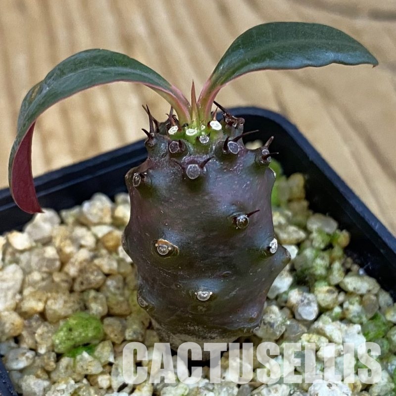 SH31022 Euphorbia pachypodioides