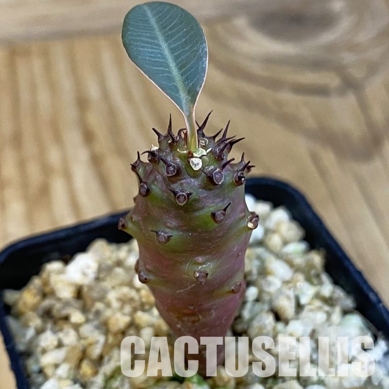 SH31023 Euphorbia pachypodioides