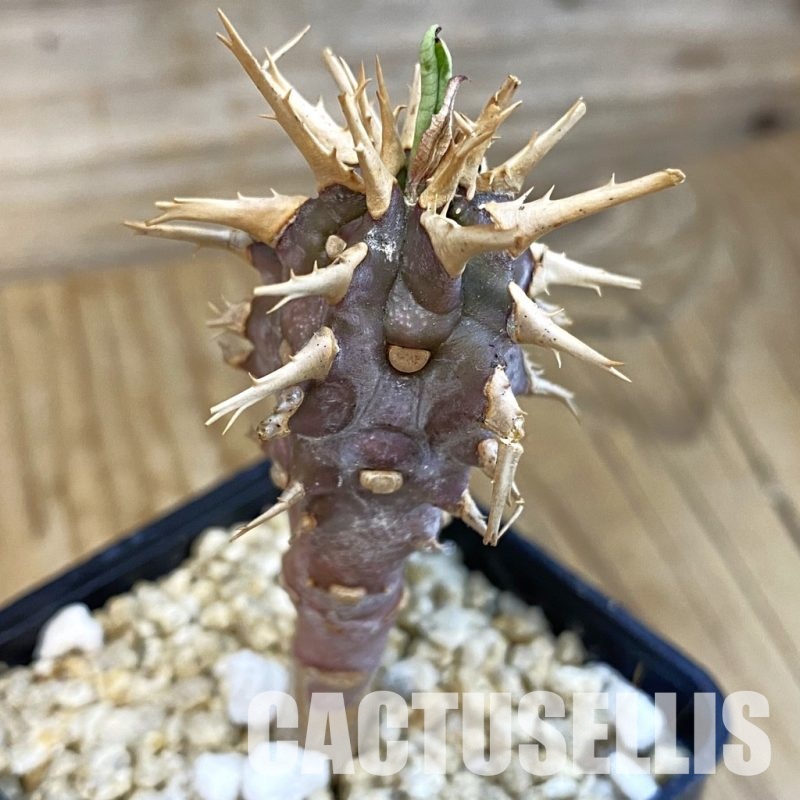 SH31024 Euphorbia viguieri