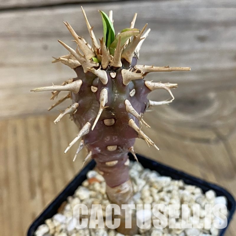 SH31025 Euphorbia viguieri