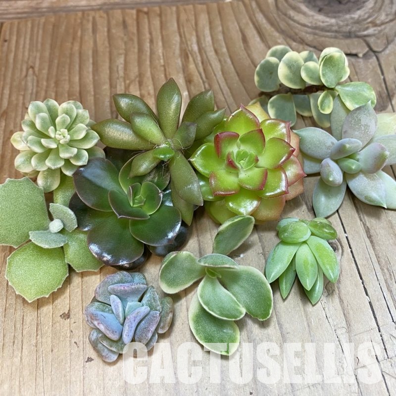 SH31028 Succulents mix, cuted