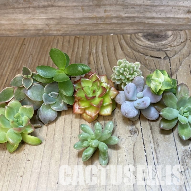 SH31029 Succulents mix, cuted