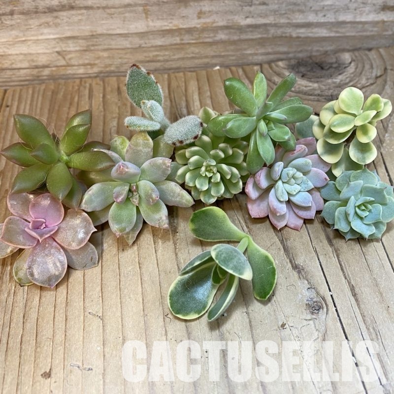 SH31030 Succulents mix, cuted