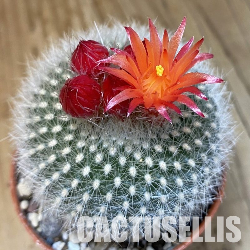 SH30968 Notocactus haselbergii