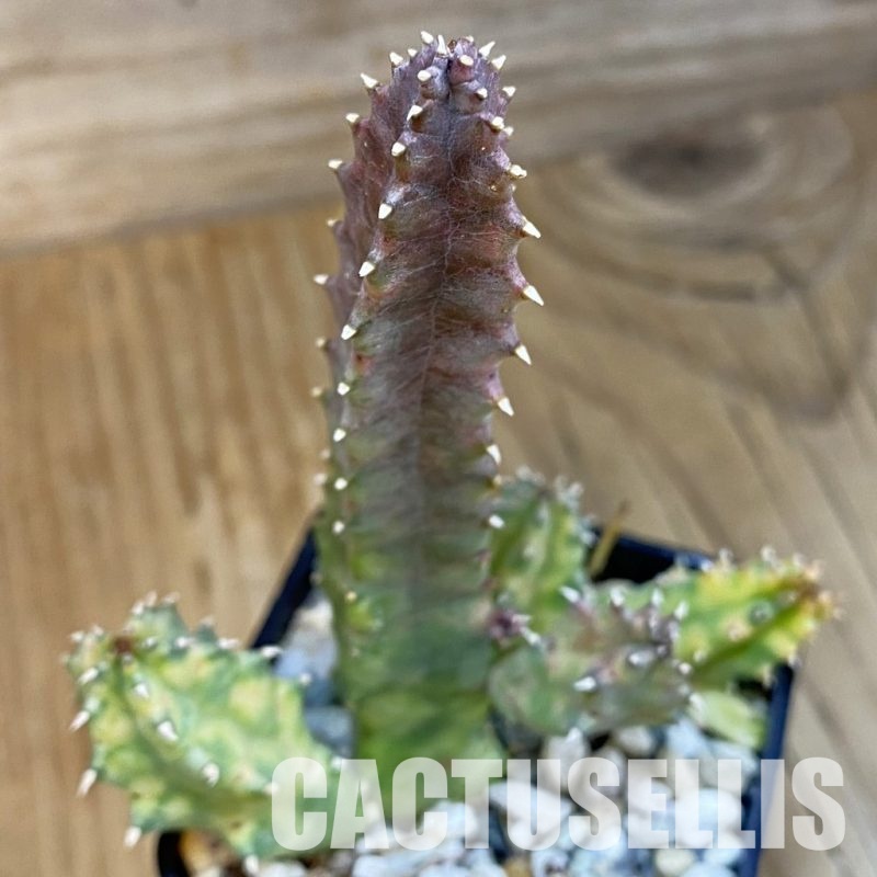 SH30970 Huernia zebrina f. variegata