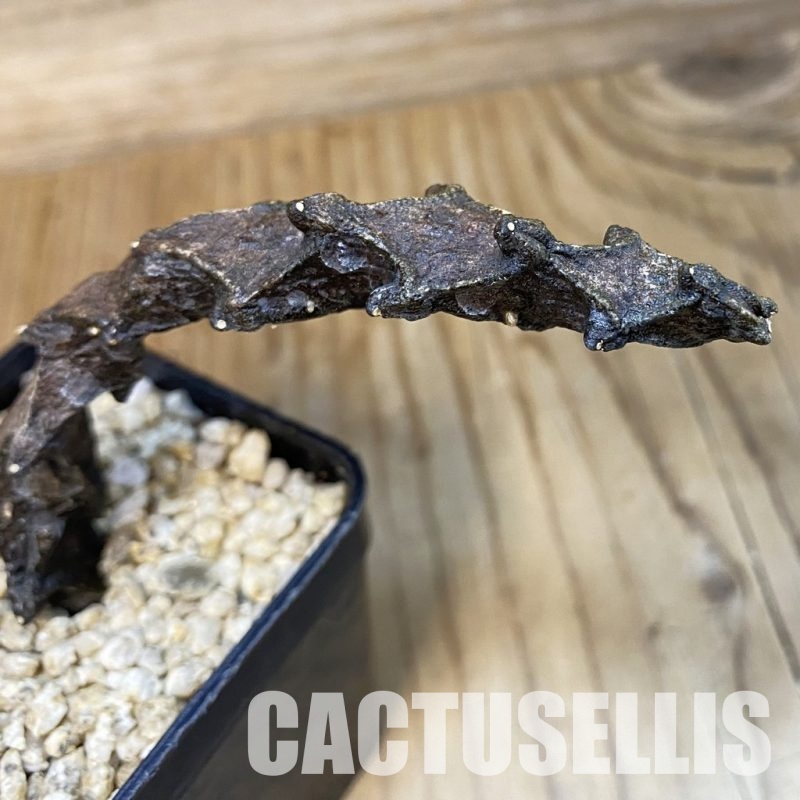 SH30971 Ceropegia bosseri