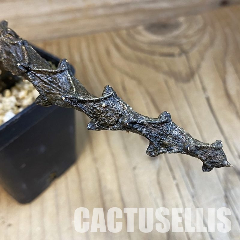 SH30972 Ceropegia bosseri