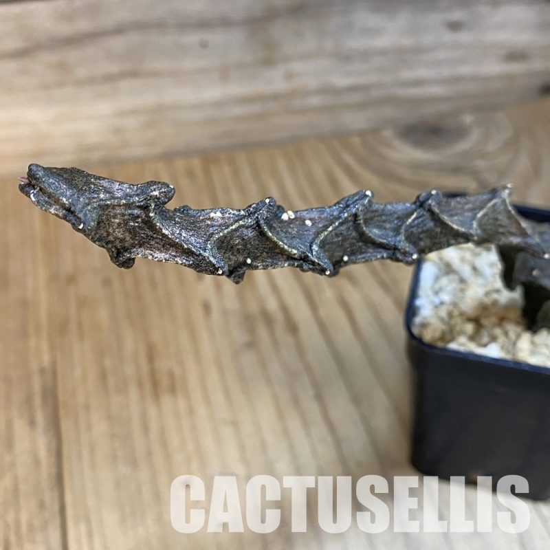 SH30973 Ceropegia bosseri