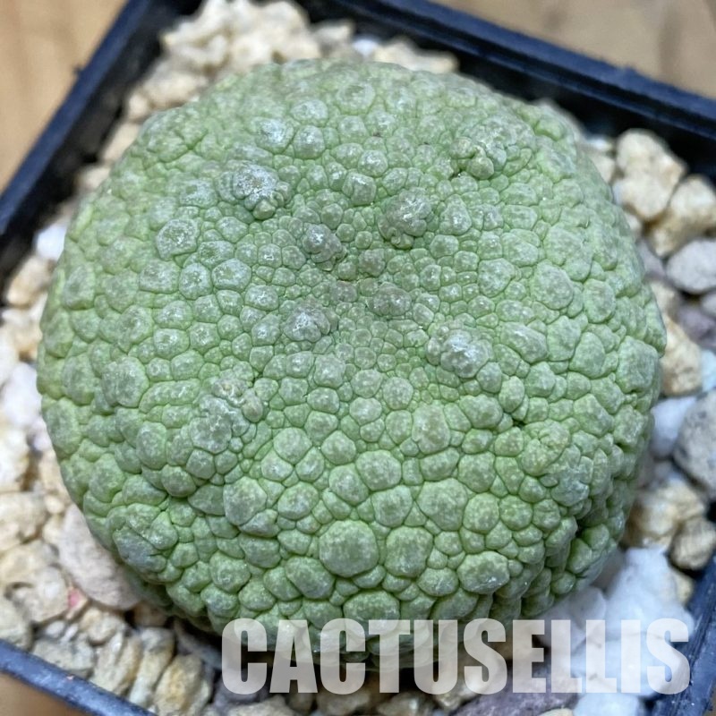 SH30961 Pseudolithos migiurtinus