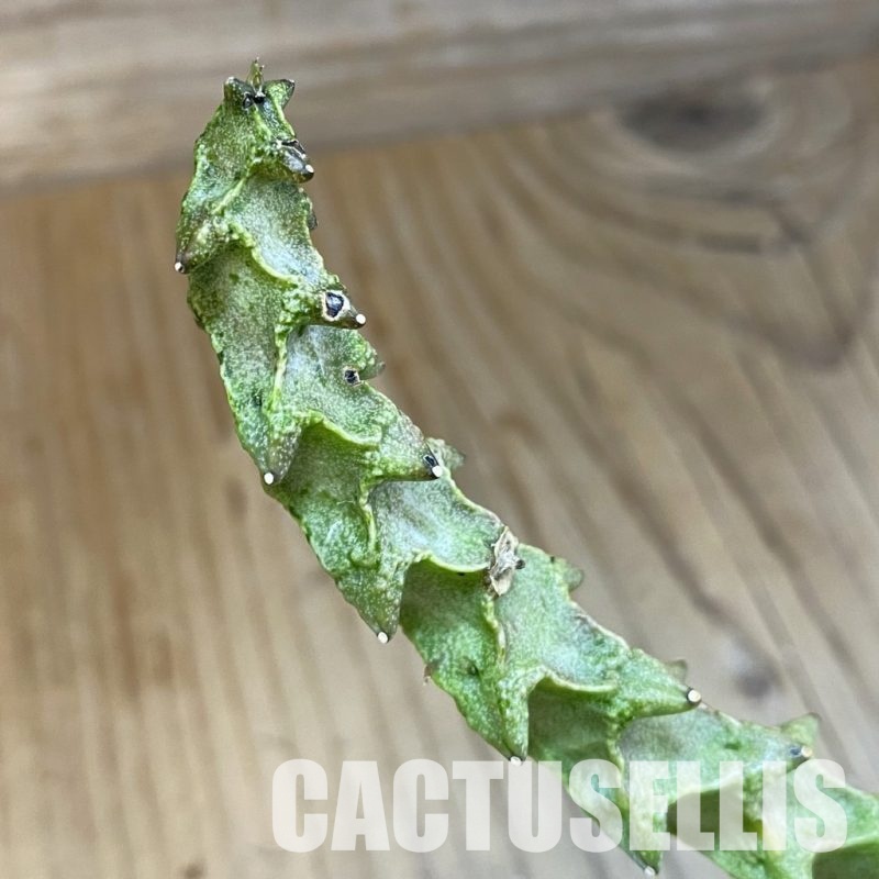 SH30975 Ceropegia simoneae ‘Green Form’