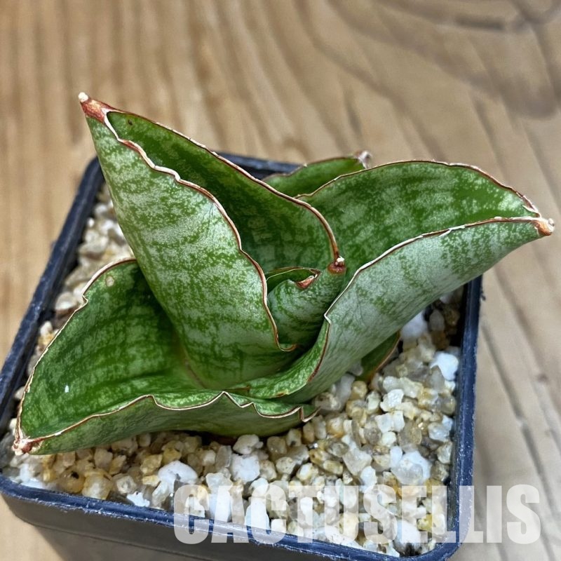 SH30977 Sansevieria ‘Andromeda'