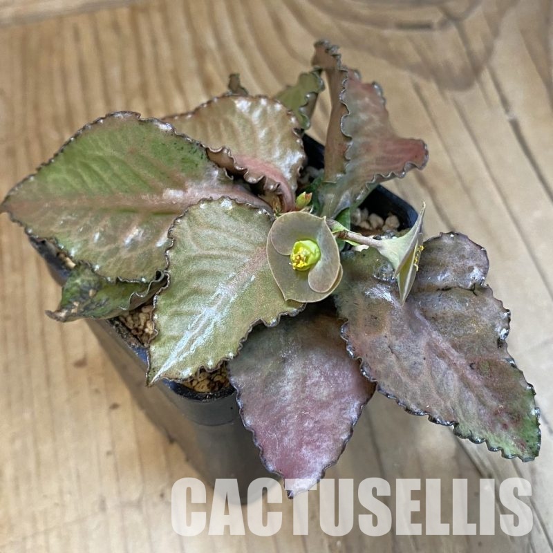 SH30978 Euphorbia francoisii hybrid