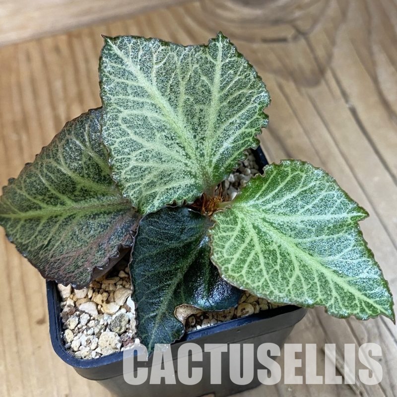 SH30979 Euphorbia francoisii hybrid