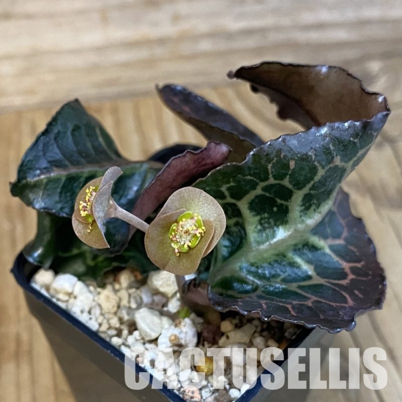 SH30980 Euphorbia francoisii hybrid