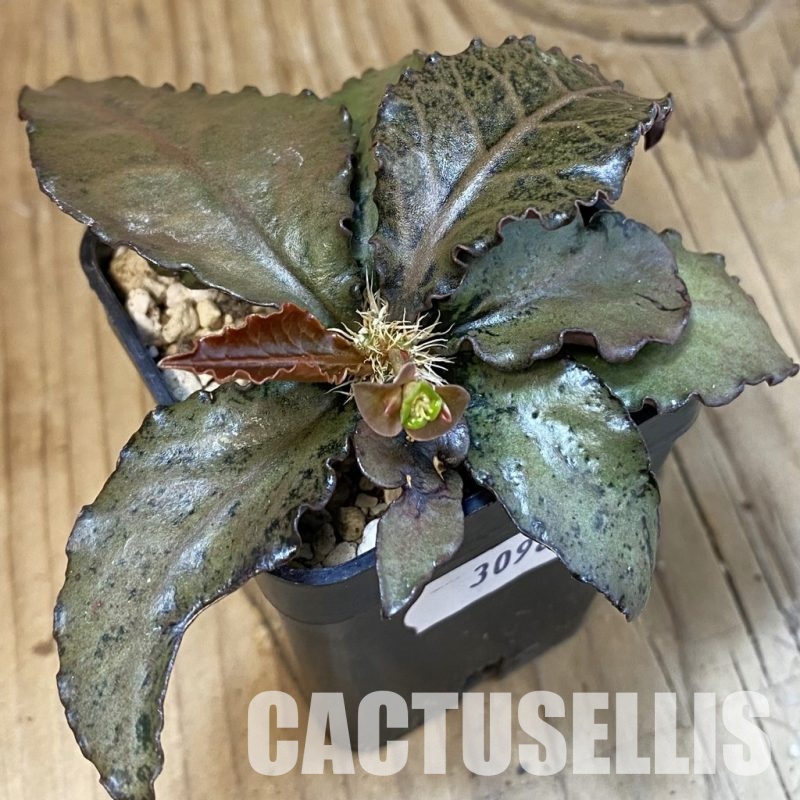 SH30981 Euphorbia francoisii hybrid