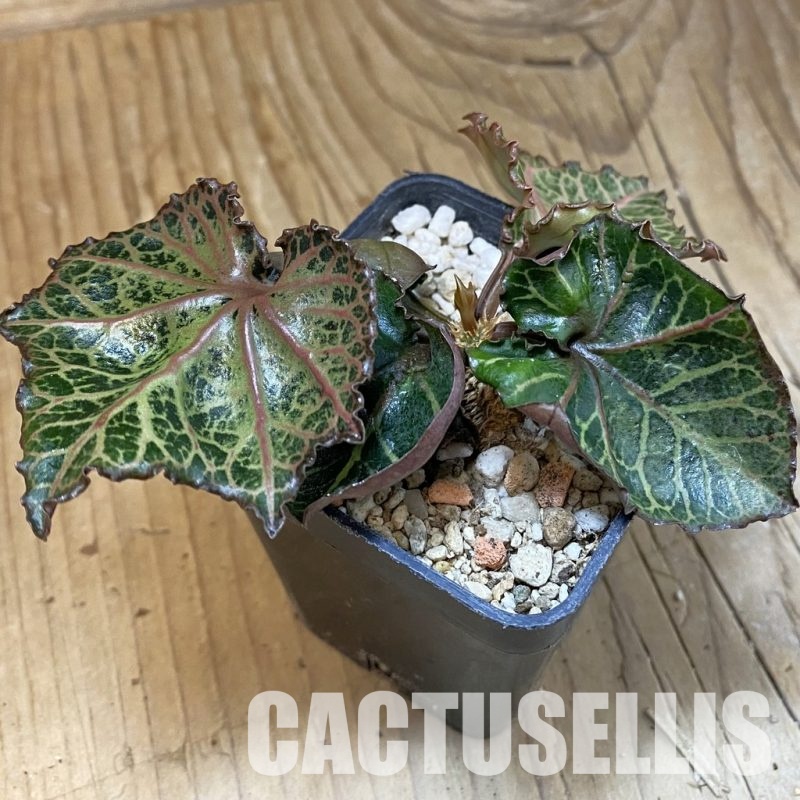 SH30982 Euphorbia francoisii ‘Maple Leaf’