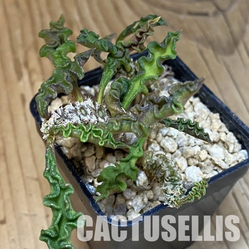 SH30983 Euphorbia decaryi v. spirosticha