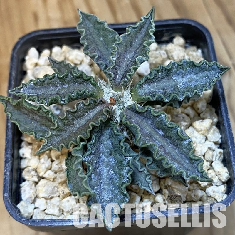 SH30984 Euphorbia tulearensis hybrid