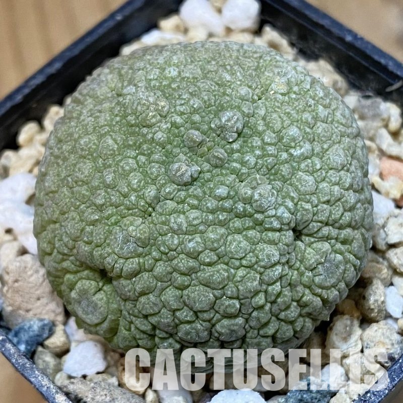 SH30962 Pseudolithos migiurtinus
