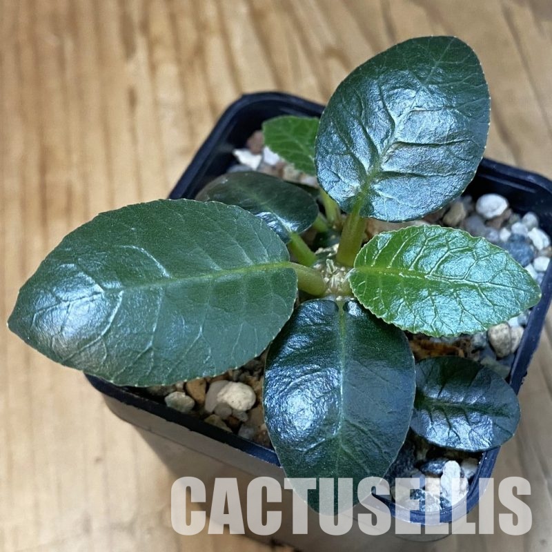 SH30985 Dorstenia foetida