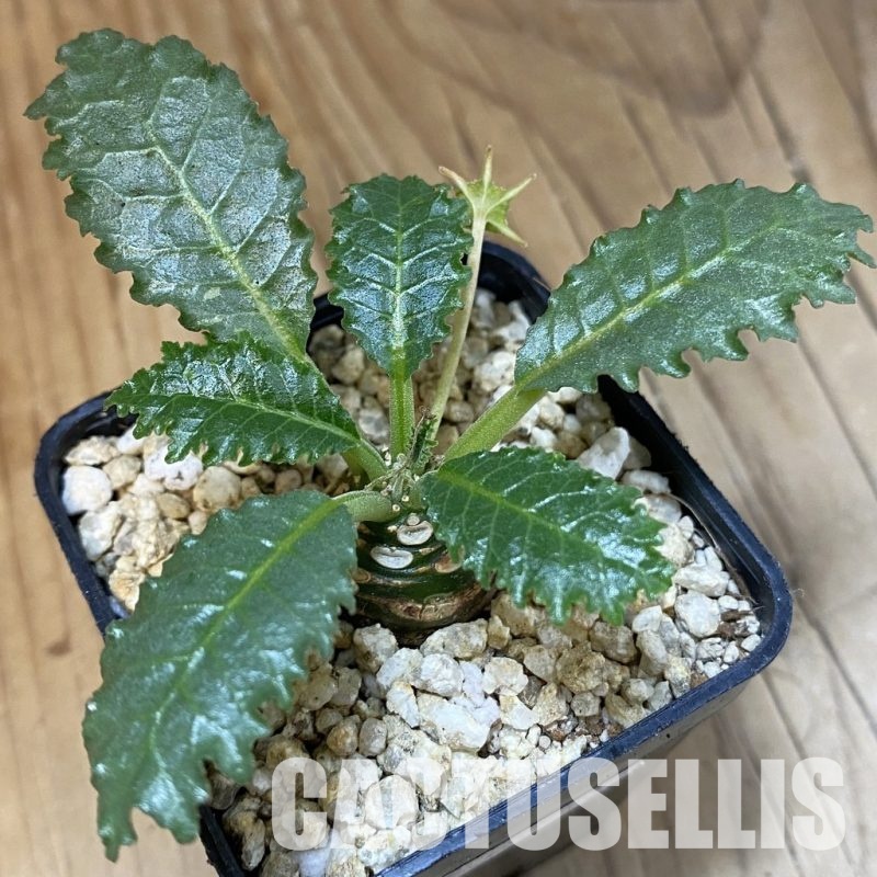 SH30986 Dorstenia horwoodii