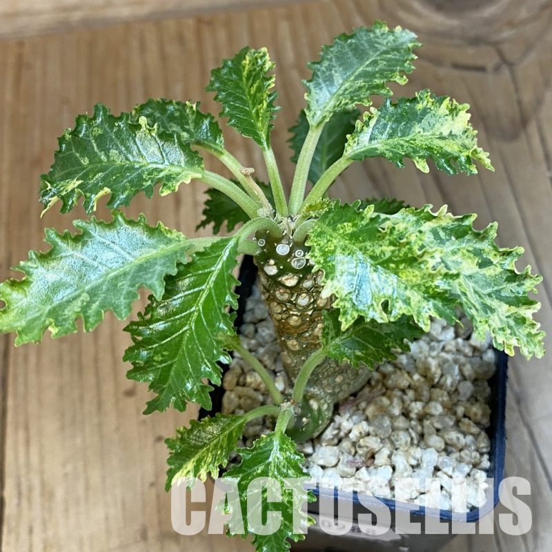 SH30988 Dorstenia hybrid f. variegata