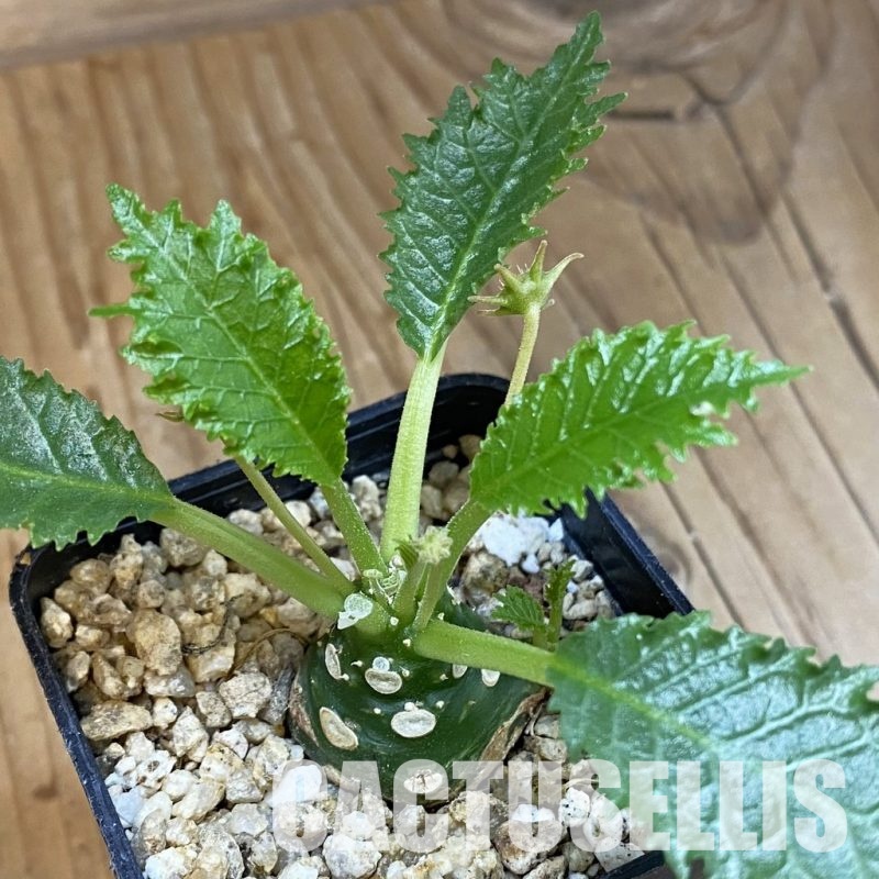 SH30990 Dorstenia horwoodii