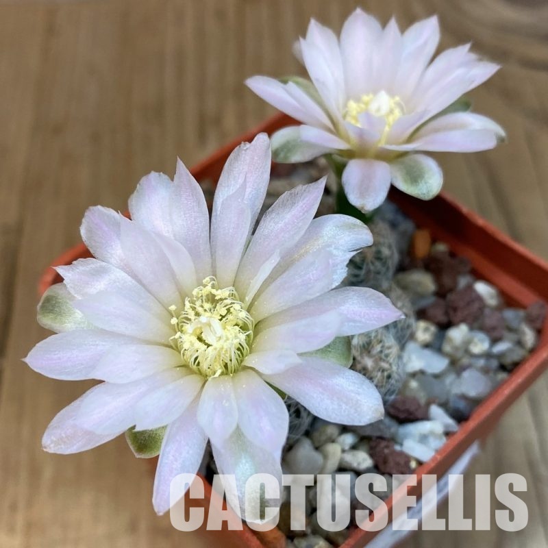 SH31026 Gymnocalycium bruchii