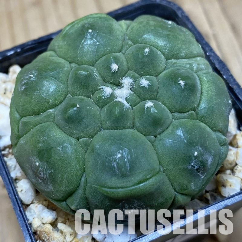 SH31156 Astrophytum asterias ‘Kikko’