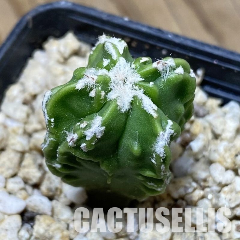 SH31158 Astrophytum myriostigma ‘Fukuryu’