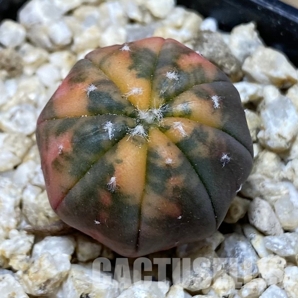 SH31160 Astrophytum asterias ‘Red Purple Skin’ f. variegata