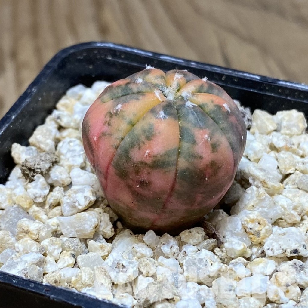 SH31160 Astrophytum asterias ‘Red Purple Skin’ f. variegata – Image 2