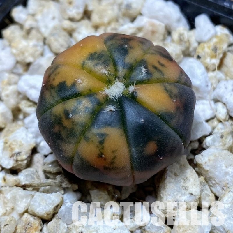 SH31161 Astrophytum asterias ‘Red Purple Skin’ f. variegata