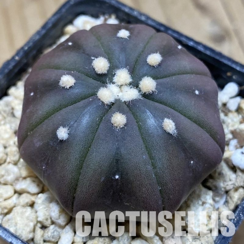 SH31162 Astrophytum asterias ‘Purple Skin’