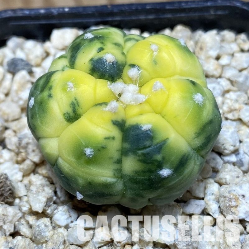 SH31163 Astrophytum asterias ‘Kikko’ f. variegata, 6-ribs
