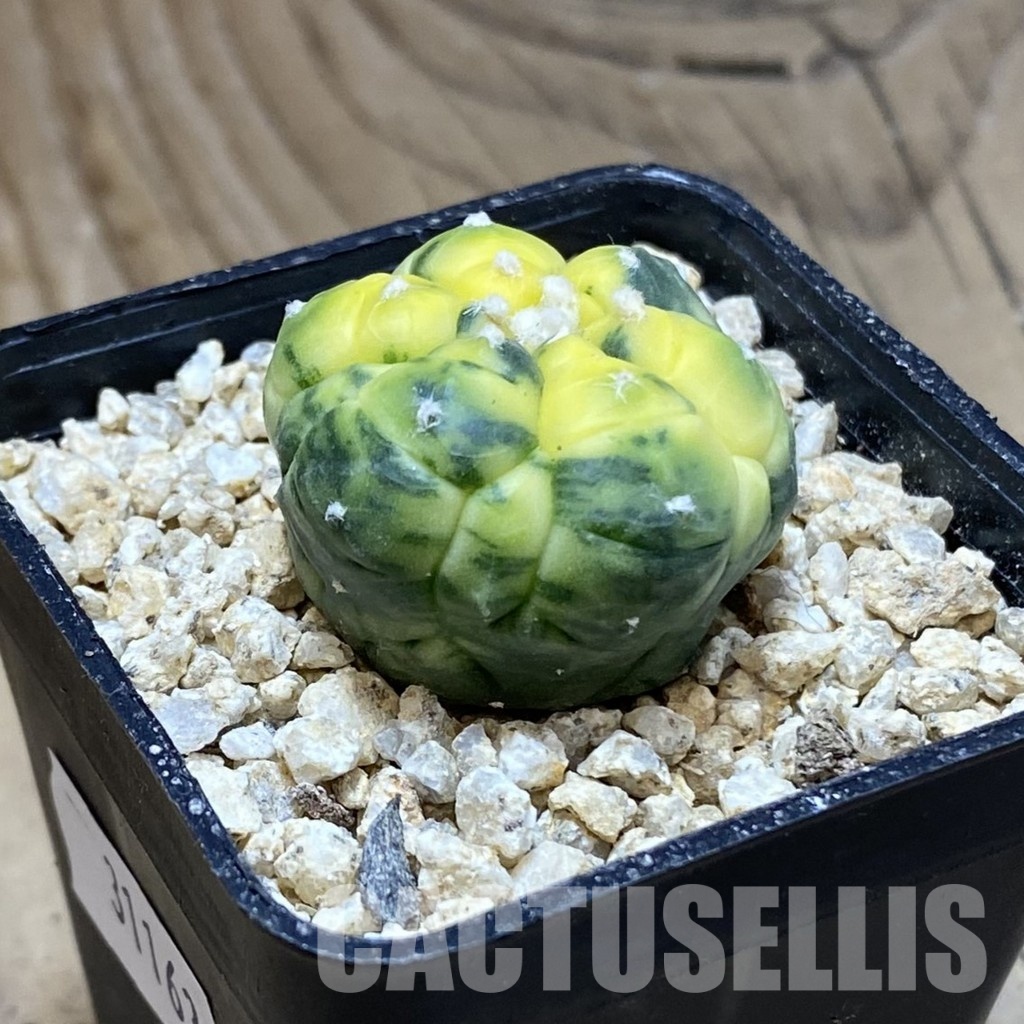 SH31163 Astrophytum asterias ‘Kikko’ f. variegata, 6-ribs – Image 2